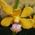 V. testacea.JPG