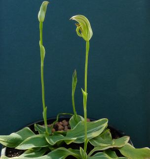 Pterostylis curta (varigated form)