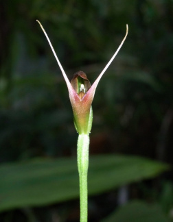 Pterostylis pedunculata