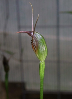 Pterostylis pedunculata