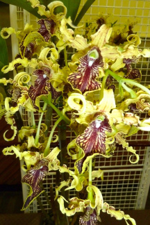 Den. spectabile x Den. alexandrae