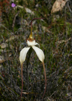 longicauda subsp. eminens