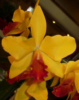 Ctt. Kauai Starbright x (Ctt. Bloodshot x C. Canary)