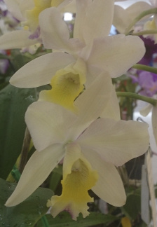 Ctt. Highland Bauble x C. walkeriana