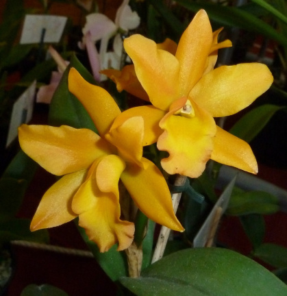 Rth. Pokai Tangerine x Ctt Kauai Starbright