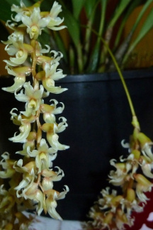 Ddc. cootesii