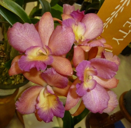 Grt. Why Not "Lee" x C. Lulu "Southern Cross"