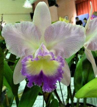 Rlc. California Girl x C. Caudebec