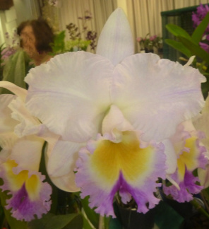 California Girl "Orchid Library"