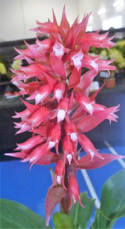 speciosum