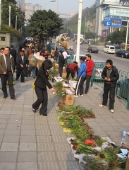 Chongqing, China. Orchid Market