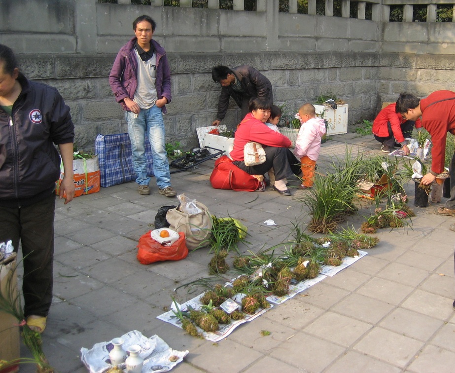 Chongqing, China. Orchid Market