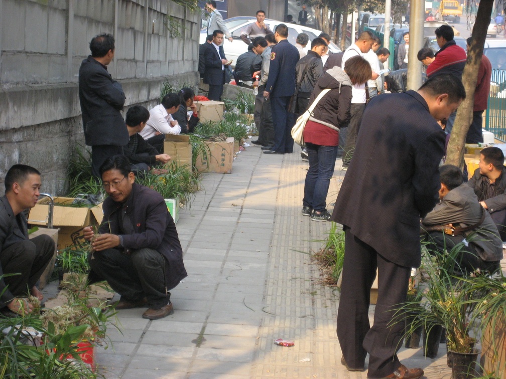 Chongqing, China. Orchid Market