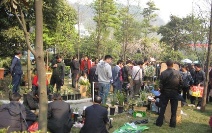 Chongqing, China. Orchid Market