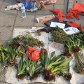 Chongqing, China. Orchid Market.