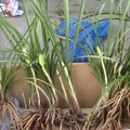 Chongqing, China. Orchid Market. Cymbidiums