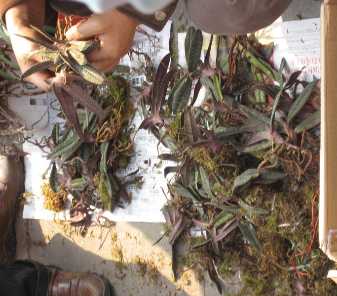 Chongqing, China. Orchid Market. Paph. micranthum plants.