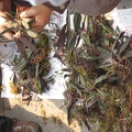 Chongqing, China. Orchid Market. Paph. micranthum plants.