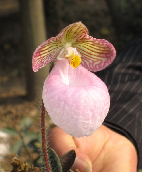 Chongqing, China. Orchid Market. Paph. micranthum