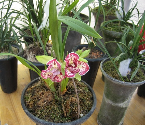 Chongqing, China. Orchid Market. Native Cymbidiums