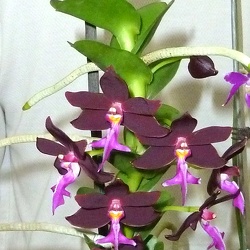 Trichoglottis (Trgl.)