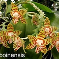 amboinensis.jpg