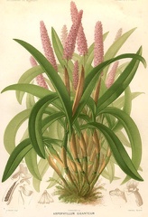 giganteum - Arpophyllum