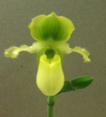 primulinum var. flavum