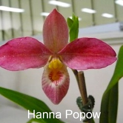 Hanne Popow