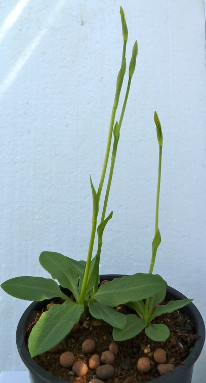 Pterostylis anatona (1)