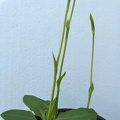 Pterostylis anatona (1)