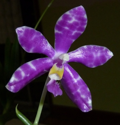 Phalaenopsis pulchra