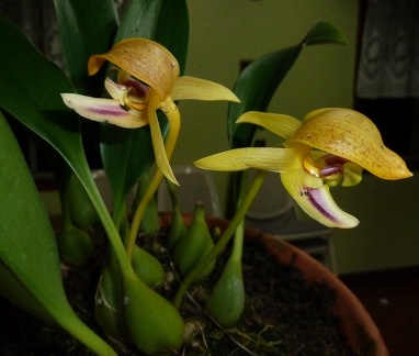 Bulbophyllum dearei (1)