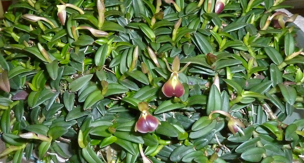 peperomia