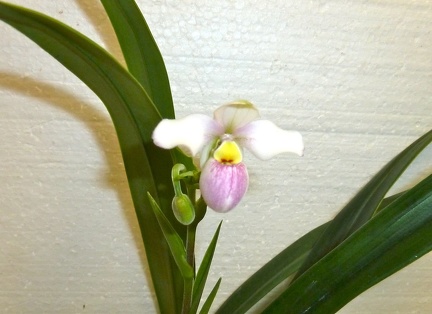 Phragmipedium schlimii