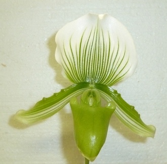 Paph. Maudiae "The Queen" (1)