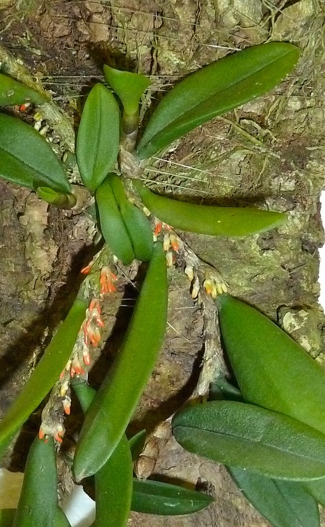 Bulbophyllum schillerianum