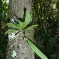 Sarcochilus falcatus