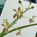 Vanda lamellata