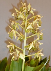 Den. macrophyllum