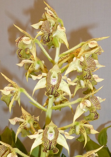 Den. macrophyllum