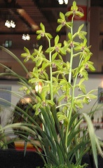 Cymbidium sinense