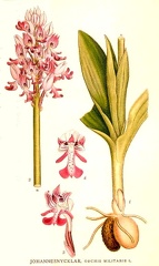 Orchis militaris