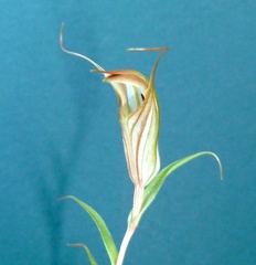 Pterostylis robusta (Brown) (2)