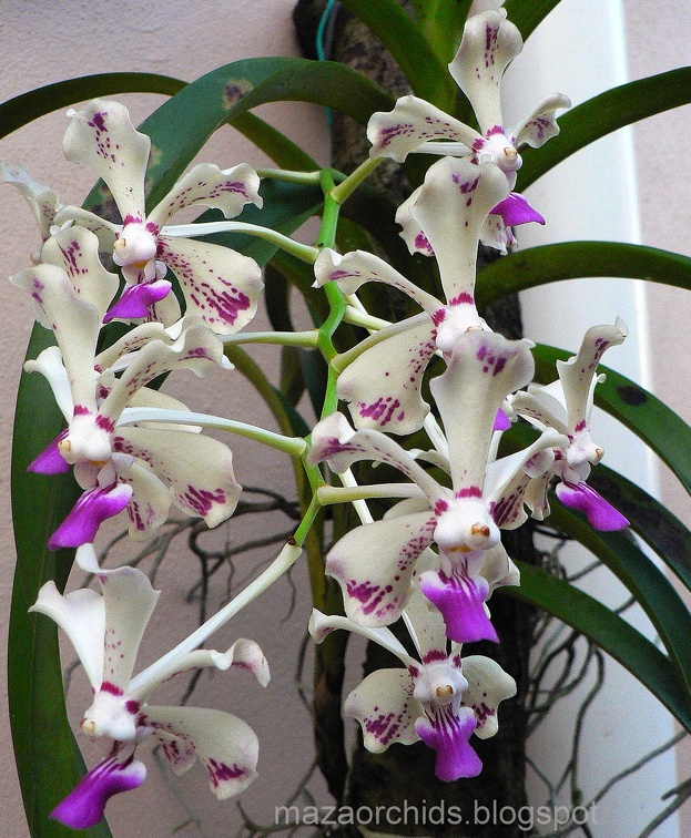 Vanda luzonica