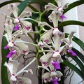 Vanda luzonica