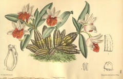 Dendrobium bellatulum