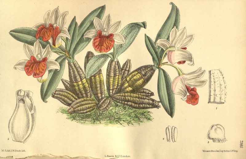 Dendrobium_bellatulum.jpg
