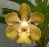 Vanda denisoniana