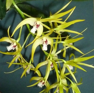 DEndrobium Hilda Poxon